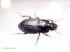 Harpalus tardus